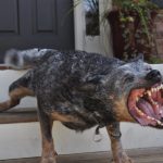 10 Scariest Dog Breeds You Will Surely Run Away From