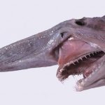 7 Scariest Sea Creatures You Would Not Want to Encounter